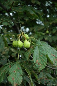 Jírovec maďal (Aesculus hippocastanum)