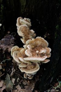 Vějířovec obrovský - Meripilus giganteus (Pers.) P. Karst. 1882