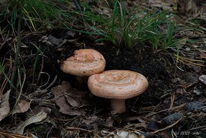 Ryzec borový - Lactarius pinicola Smotl. ex Z. Schaef. 1970