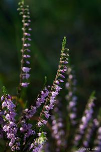 Vřes obecný (Calluna vulgaris)