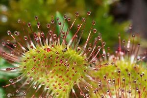 Rosnatka okrouhlolistá (Drosera rotundifolia)