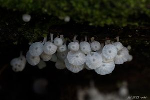 Žebernatka maličká - Delicatula integrella (Pers.) Pat.