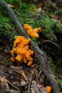 Liška Friesova - Cantharellus friesii  Quél. 1872