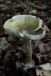 Muchomůrka zelená - Amanita phalloides (Vaill. ex Fr.) Link 1833