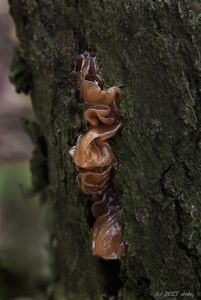 Rosolovka listovitá - Tremella foliacea Pers. 1800