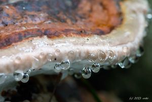 Troudnatec pásovaný - Fomitopsis pinicola (Sw.) P. Karst. 1881