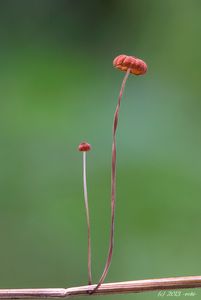 Špička travinná - Marasmius curreyi Berk. & Broome 1879