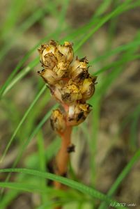 Hnilák smrkový (Monotropa hypopitys)