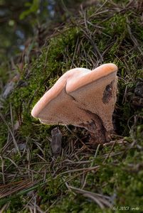 Lošákovec rezavý - Hydnellum ferrugineum (Fr.) P.Karst