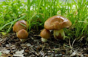 Klouzek zrnitý - Suillus granulatus (L.:Fr.) Roussel