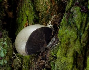 Síťovka pýchavkovitá - Reticularia lycoperdon Bull. 1791