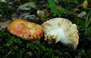 Holubinka skvrnitá - Russula maculata Quél. 1878