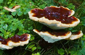 Lesklokorka jehličnanová - Ganoderma carnosum