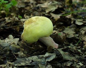 Holubinka fialovonohá - Russula violeipes