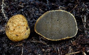 Kořenovec žlutavý - Rhizopogon obtextus (Spreng.) R. Rauschert 1984