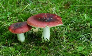 Holubinka lesklá - Russula nitida (Pers.) Fr. 1838