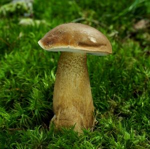Hřib žlučník - Tylopilus felleus  (Bull.) P. Karst. 1881