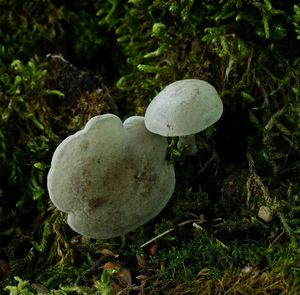 Strmělka listomilná - Clitocybe phyllophila (Fr.) P.Krumm.