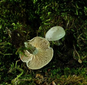 Strmělka listomilná - Clitocybe phyllophila  (Pers.) P. Kumm. 1871