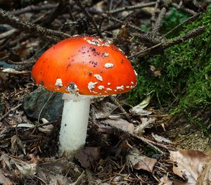 Muchomůrka červená - Amanita muscaria (L.) Lam. 1783