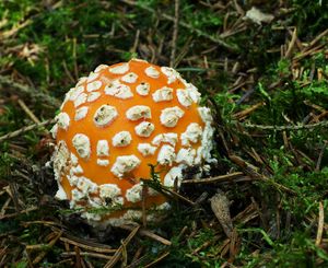 Muchomůrka červená - Amanita muscaria (L.) Lam. 1783