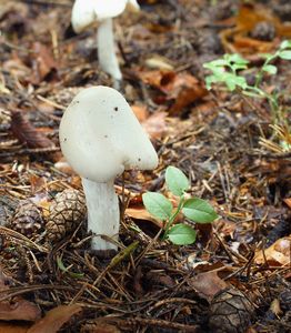 Muchomůrka jízlivá - Amanita virosa