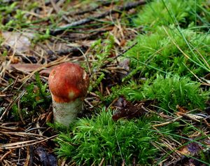 Křemenáč borový - Leccinum vulpinum Watling