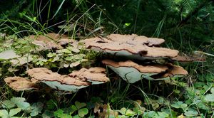 Lesklokorka jehličnanová - Ganoderma carnosum