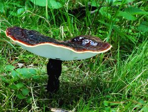 Lesklokorka jehličnanová - Ganoderma carnosum