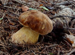 Hřib žlučník - Tylopilus felleus  (Bull.) P. Karst. 1881