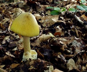 Muchomůrka zelená - Amanita phalloides (Vaill. ex Fr.) Link 1833