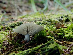 Strmělka anýzka - Clitocybe odora (Bull.) P. Kumm. 1871