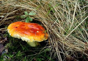 Holubinka zlatá - Russula aurea  Pers.