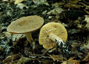 Ryzec křídlatovýtrusý - Lactarius pterosporus Romagn. 1949