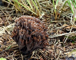 Plesňák zápašný - Thelephora palmata