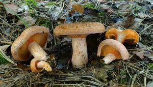 Ryzec borový - Lactarius pinicola Smotl. ex Z. Schaef. 1970