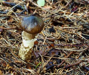 Šťavnatka olivově bílá - Hygrophorus olivaceoalbus (Fr.) Fr.