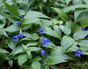 Hořec tolitovitý (Gentiana asclepiadea L.)