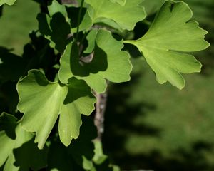 Jinan dvoulaločný (Ginko biloba)