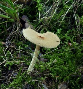 Bedla vlnatá - Lepiota clypeolaria ( Bull. ) P. Kumm.