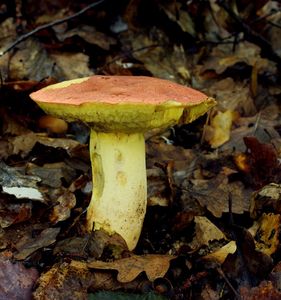 Hřib královský - Butyriboletus regius  (Krombh.) D. Arora & J.L. Frank 2014