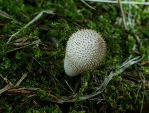 Pýchavka obecná - Lycoperdon perlatum Pers. 1796