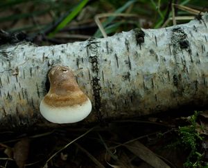 Březovník obecný - Fomitopsis betulina (Bull.) B.K. Cui, M.L. Han & Y.C. Dai  in Han, Chen, Shen, Song, Vlas&#225;k, Dai &amp; Cui 2016