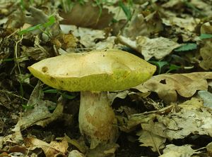 Hřib plavý - Boletus impolitus Fr. 1838