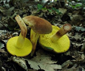 Hřib plstnatý - Boletus subtomentosus L. Quél.