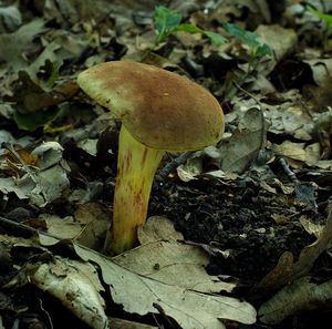 Hřib plstnatý - Boletus subtomentosus L. Quél.