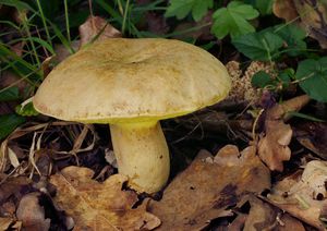 Hřib plavý - Boletus impolitus Fr. 1838