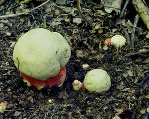 Klikni pro velký obrázek