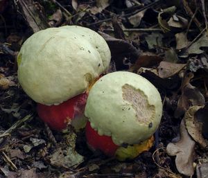 Klikni pro velký obrázek