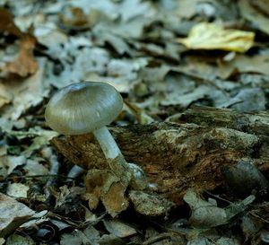 Štítovka jelení - Pluteus cervinus ( Schaeff. ) P. Kumm.